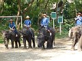 Chiang Mai P0136 Maetaman Elephant Camp